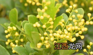 养米兰花的注意事项 养米兰花需要注意什么