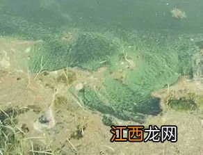 养虾天气冷要注意什么