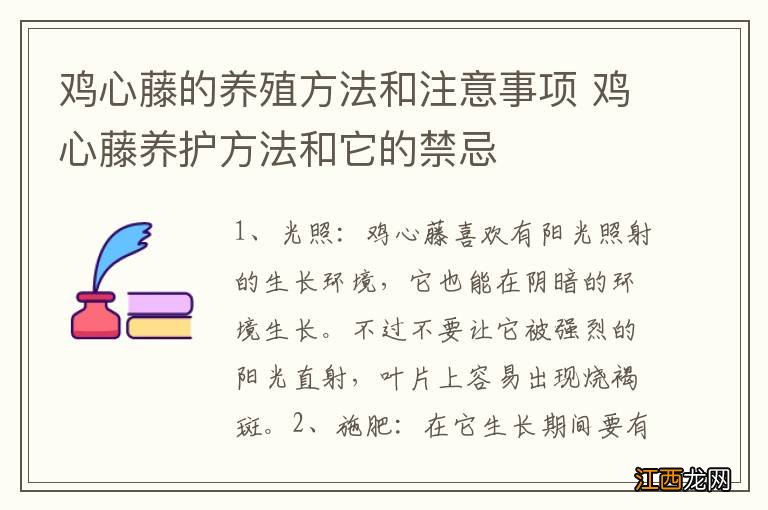 鸡心藤的养殖方法和注意事项 鸡心藤养护方法和它的禁忌