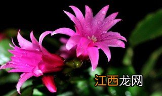 荷兰莲花怎么养殖方法 荷兰莲花正确养护步骤