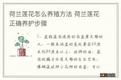 荷兰莲花怎么养殖方法 荷兰莲花正确养护步骤