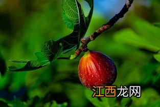 无花果熟了发酸了还能吃吗