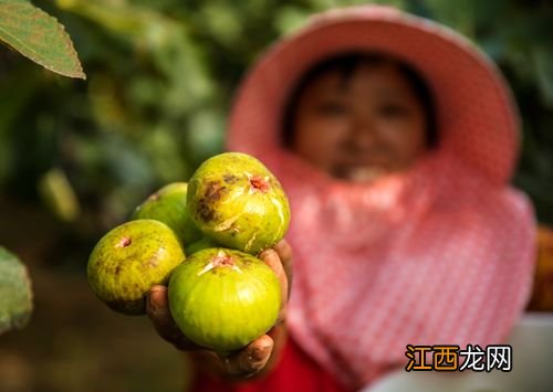 无花果熟了发酸了还能吃吗