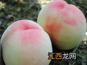 无锡白凤水蜜桃几月份上市