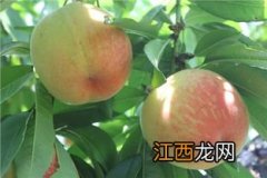 无锡水蜜桃成熟季节