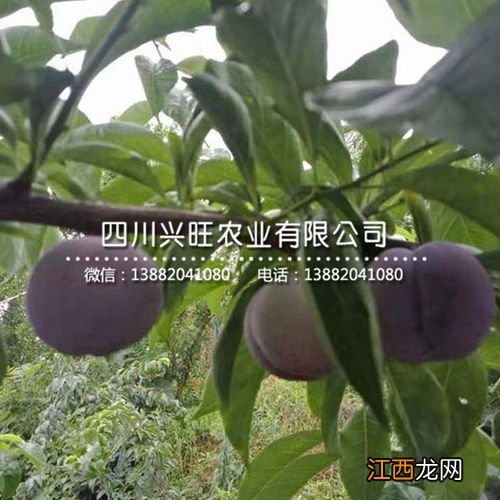 青脆李子几月份成熟