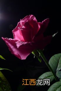 晴王跟阳光玫瑰有啥区别