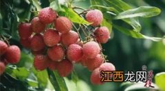 合江荔枝品种哪个最贵