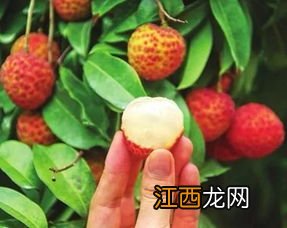 合江荔枝品种哪个最贵