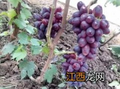 市场上常见的葡萄品种