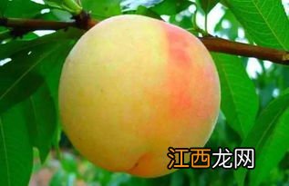 奉化玉露水蜜桃什么时候上市