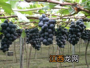 富硒巨峰葡萄多少钱一斤
