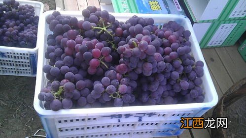 富硒巨峰葡萄多少钱一斤