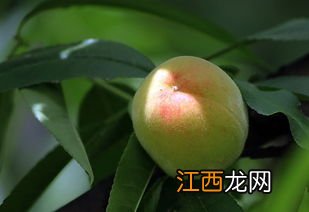 水蜜桃的成熟季节是哪个