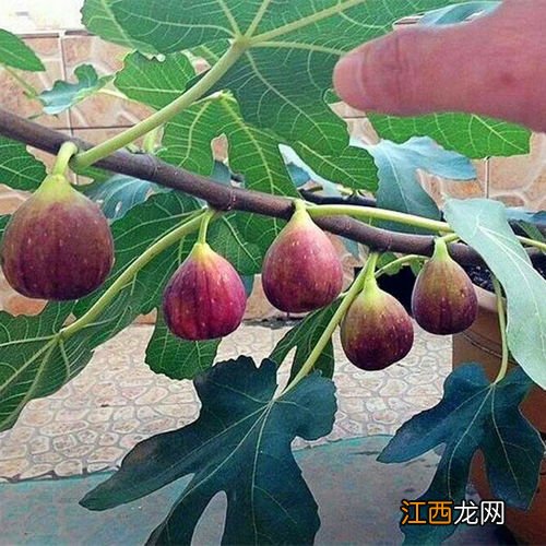 无花果几月份成熟