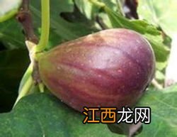 无花果几月份成熟