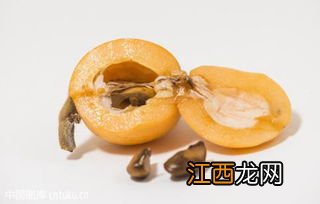 枇杷核能吃吗