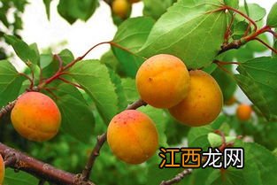 杏子可以做成什么吃的