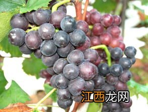 巨峰葡萄产地在哪