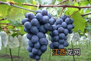 巨峰葡萄产地在哪