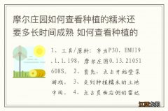 摩尔庄园如何查看种植的糯米还要多长时间成熟 如何查看种植的糯米什么时间成熟