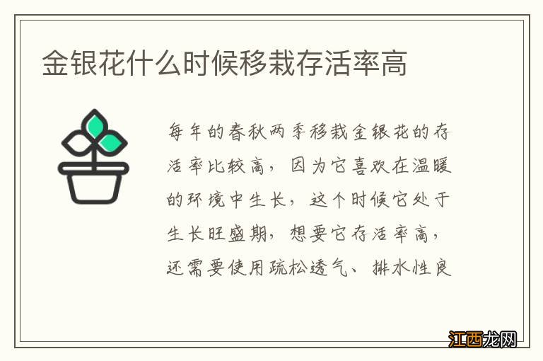 金银花什么时候移栽存活率高