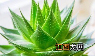 芦荟面膜的制作方法 芦荟面膜有哪些制作方法