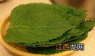 苏子叶的功效与作用及食用方法 苏子叶的药用价值