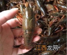 小青虾和小龙虾的区别