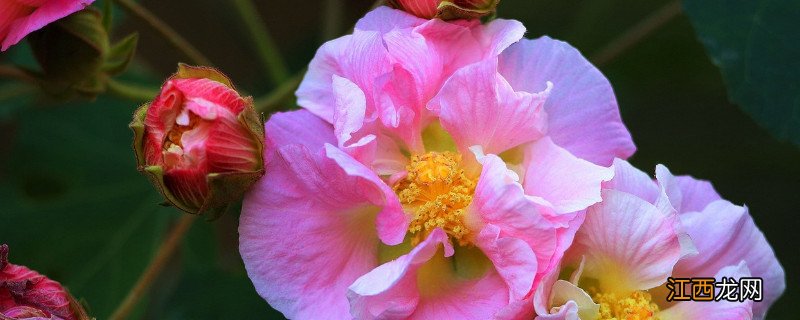 芙蓉花和扶桑花的区别