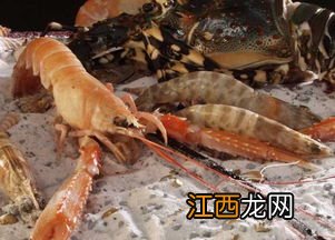 海虾比河虾贵吗？怎么挑选海虾？