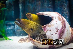 海鳗鱼是什么样的鱼？应该怎么挑选？