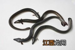 海鳗鱼是养殖的吗？海鳗鱼与河鳗鱼的区别？