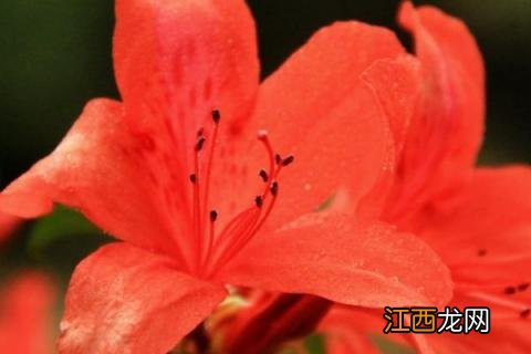 杜鹃花先长叶子还是先开花