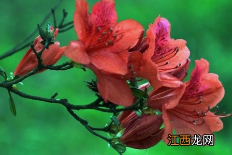 杜鹃花先长叶子还是先开花