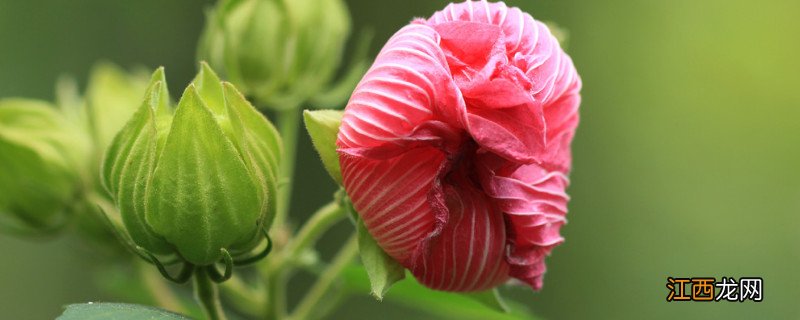 芙蓉花秋天能插活吗