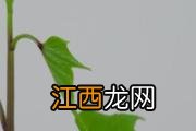 柚子放冰箱能保存多久 柚子怎样保鲜到春节卖