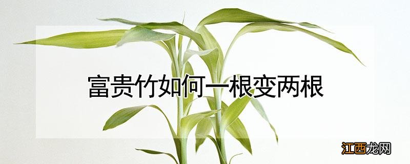 富贵竹如何一根变两根