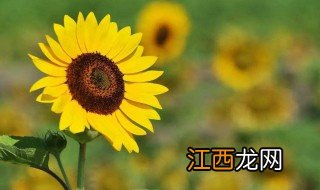 正能量阳光微信名 正能量阳光微信名大全