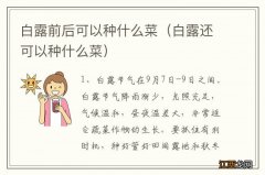 白露还可以种什么菜 白露前后可以种什么菜