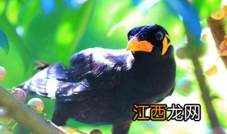 鹩哥可以饿多久 鹩哥饿的时间