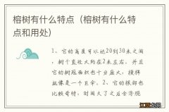 榕树有什么特点和用处 榕树有什么特点