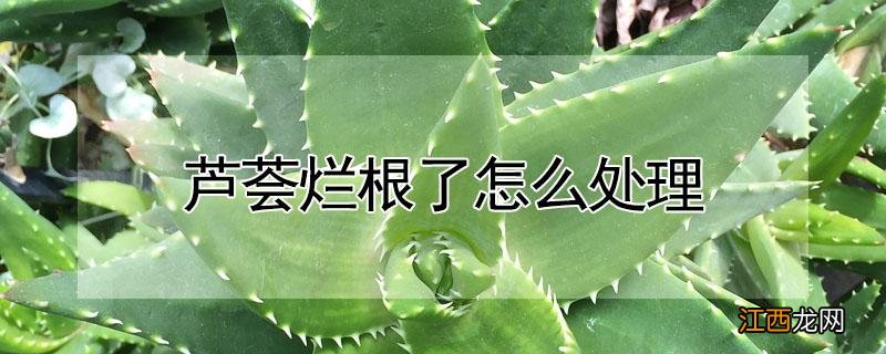 芦荟烂根了怎么处理