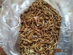 黄粉虫应该怎样饲养