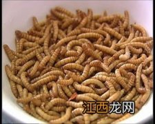 黄粉虫的特点是什么