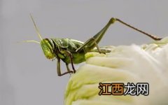 蝗虫能钓什么鱼