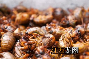 金蝉又叫什么名字