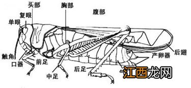 蝗虫呼吸器官在哪个部位