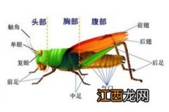 蝗虫呼吸的器官是什么