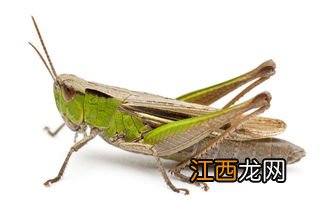 蝗虫是昆虫吗